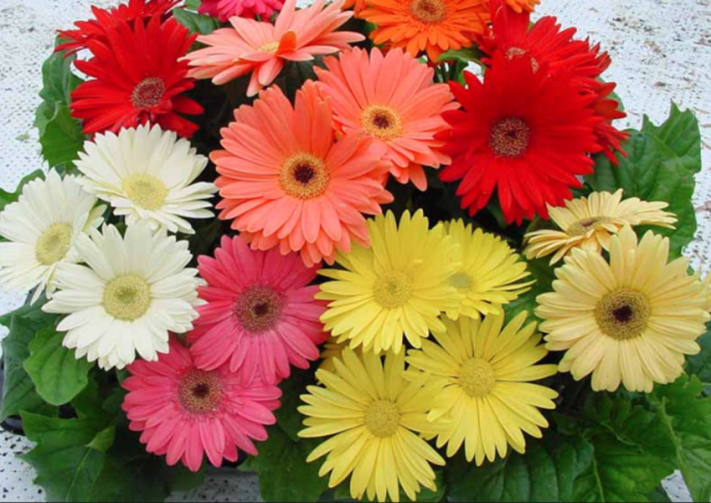 spring flowers
