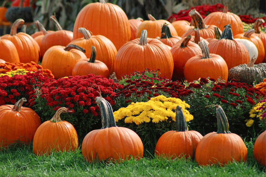 Pumpkin patch with mums