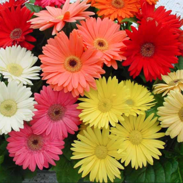 spring flowers